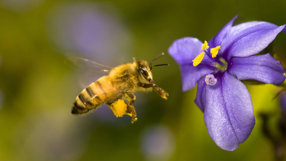 Fao, le api devono essere protette per tutelare nostro cibo